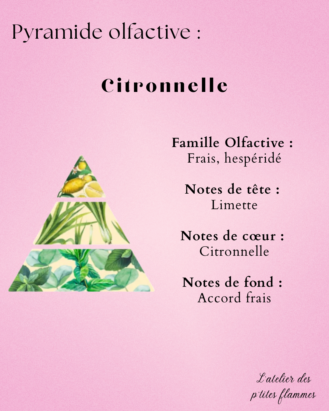 Big Pot Citronnelle – Image 3
